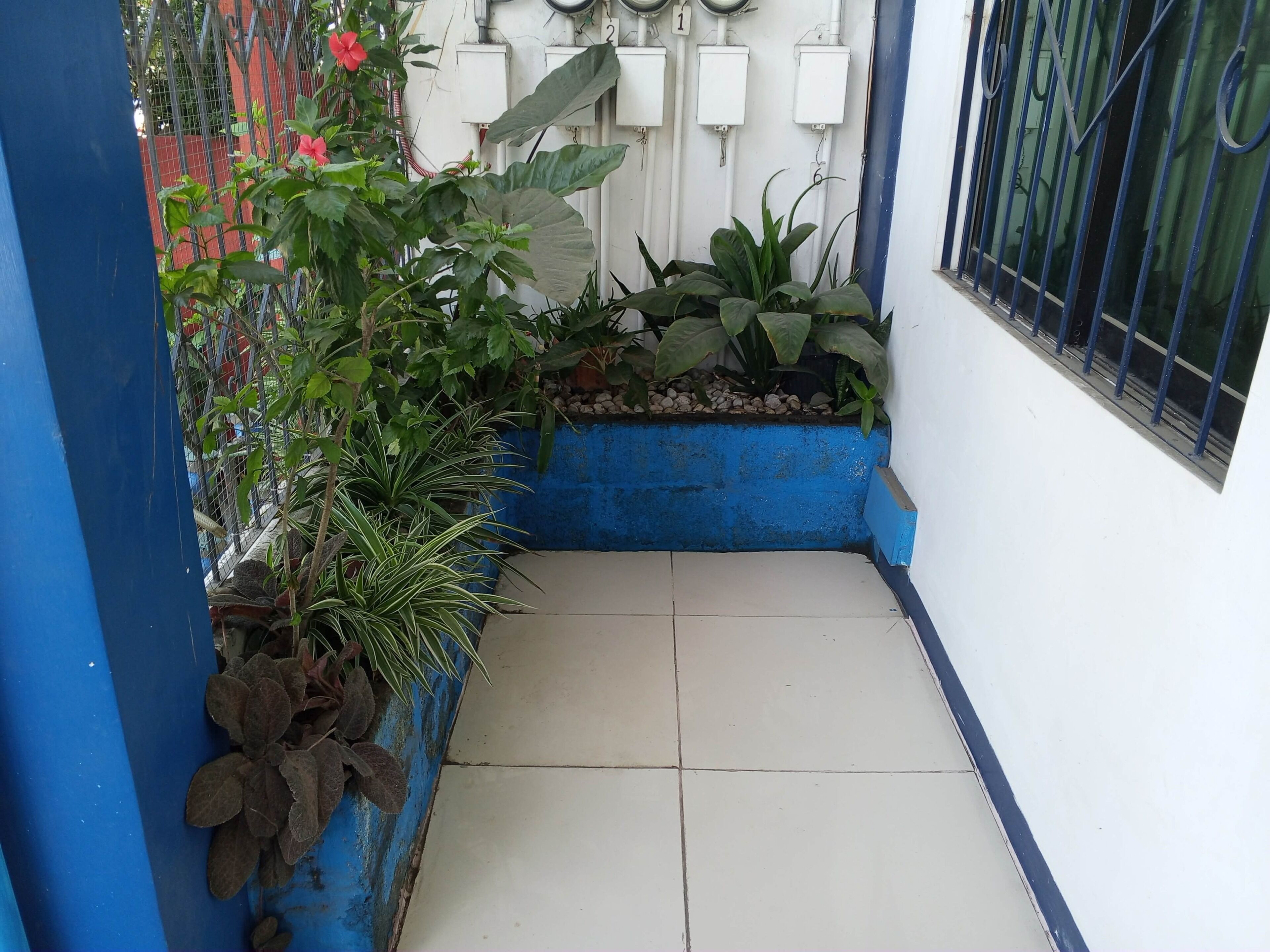 Un étroit couloir extérieur doté d’un sol carrelé, d’un mur peint en bleu et de divers pots de plantes.