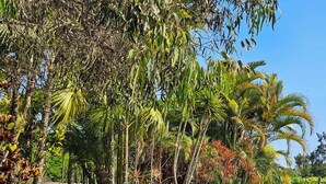 A lush garden with various tropical plants and palm trees. - w*| Spacious 4BR Country House with Pool in Mala (Asia)