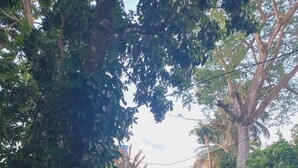 Une maison avec un toit recouvert de tuiles rouges, entourée d’une végétation luxuriante et d’arbres.