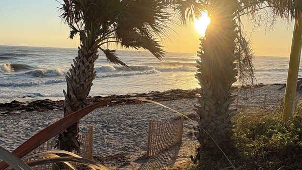 Eine Strandansicht mit Palmen und einem Holzzaun.
