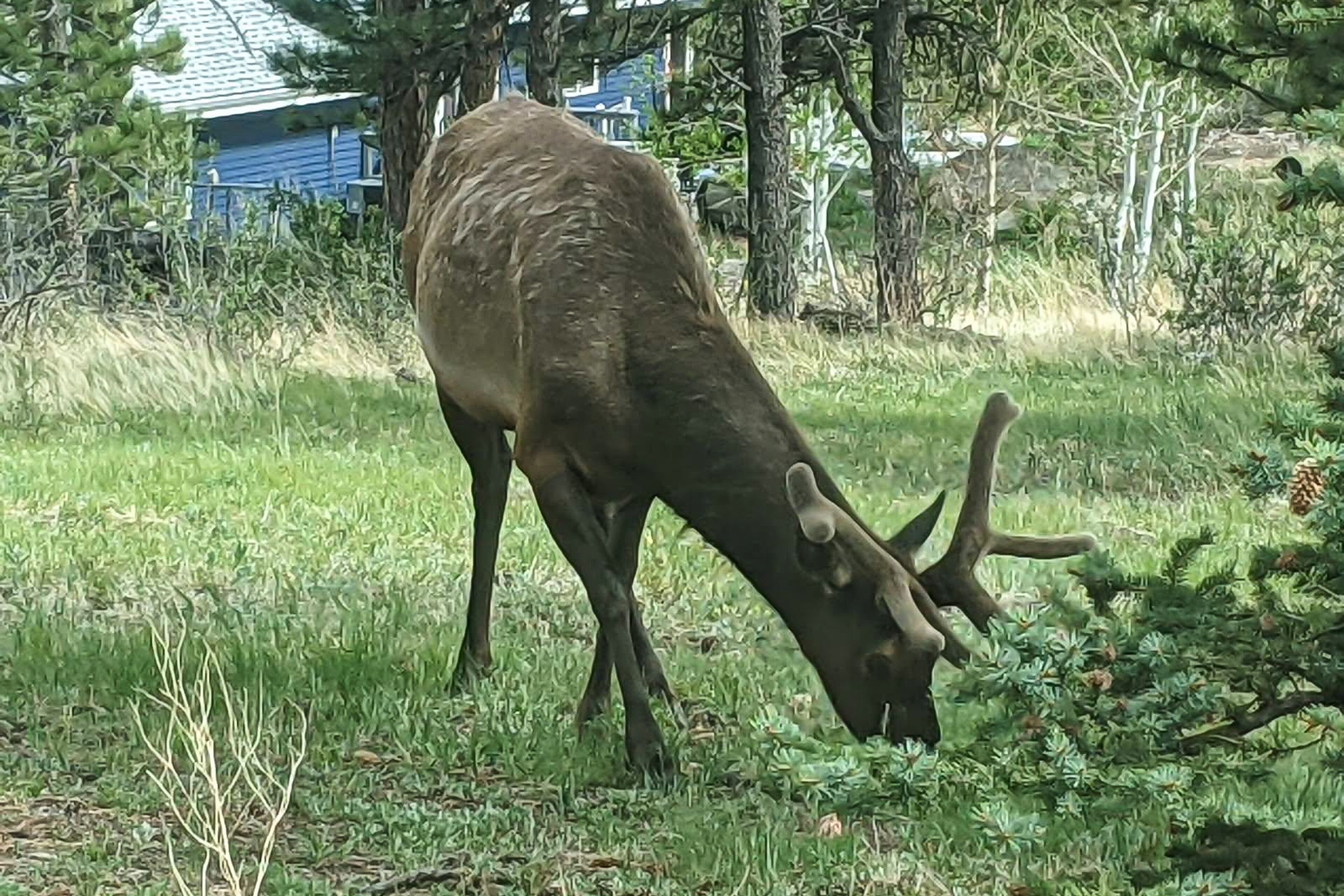 Un cerf broute dans une zone herbeuse, avec des arbres et une maison en arrière-plan.