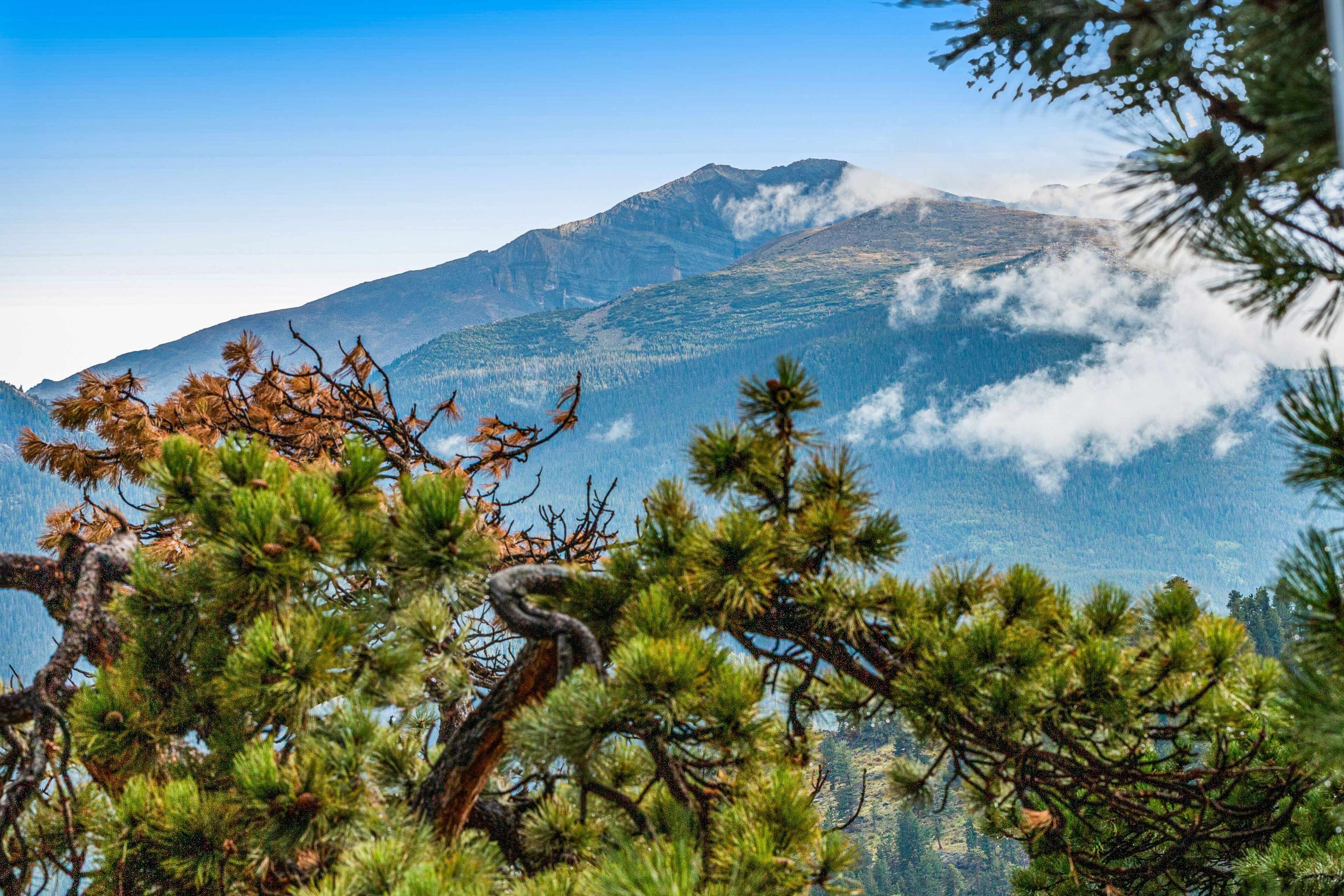 Paisaje montañoso con pinos en primer plano.
