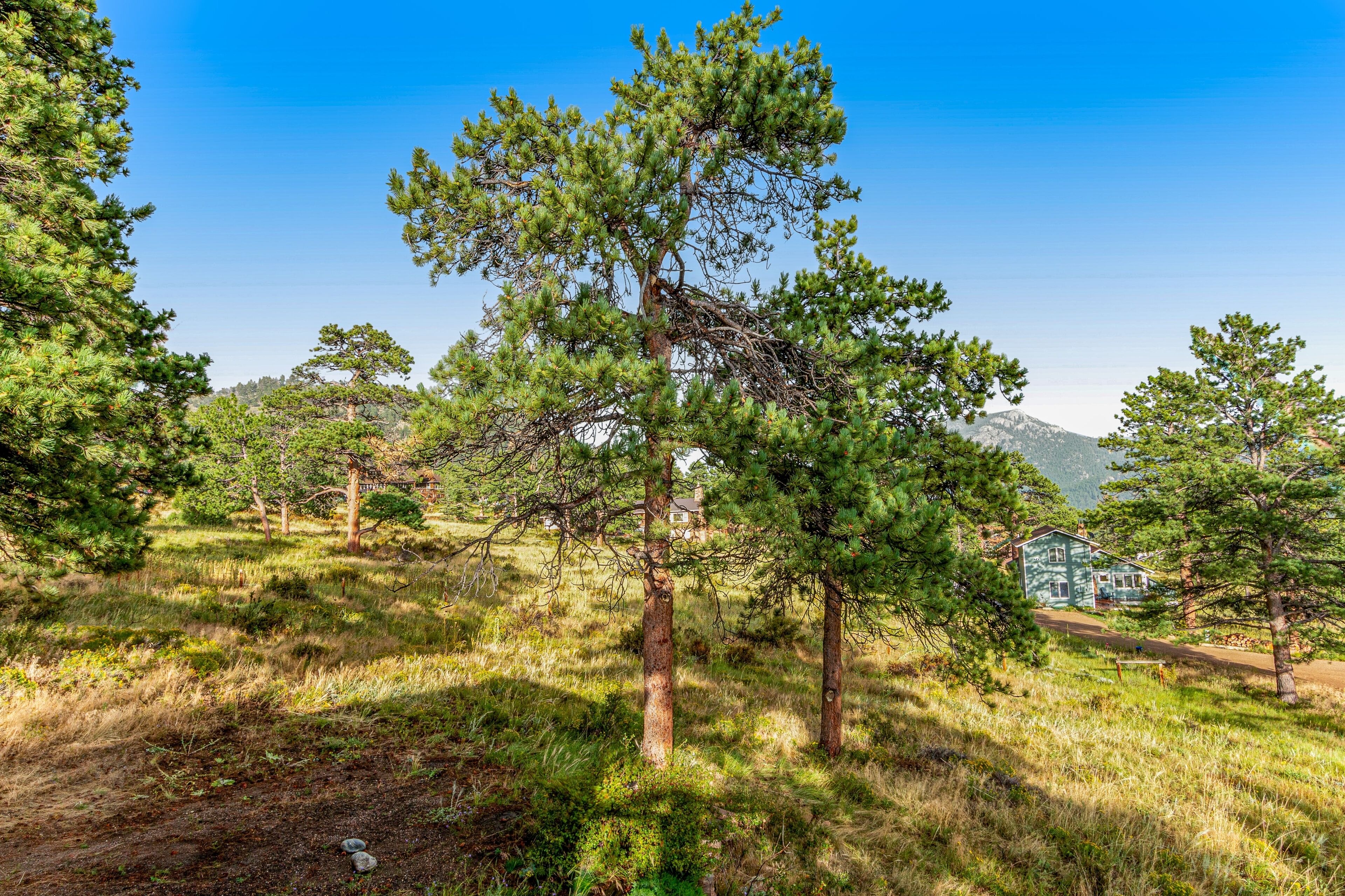 A forested area with a house in the background.