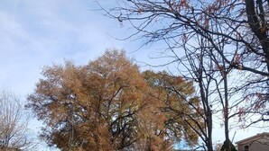 Un espacio al aire libre cercado, con árboles, un sendero de tierra y un edificio al fondo.