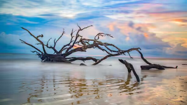 Ein Baum am Strand, bewölkter Himmel.