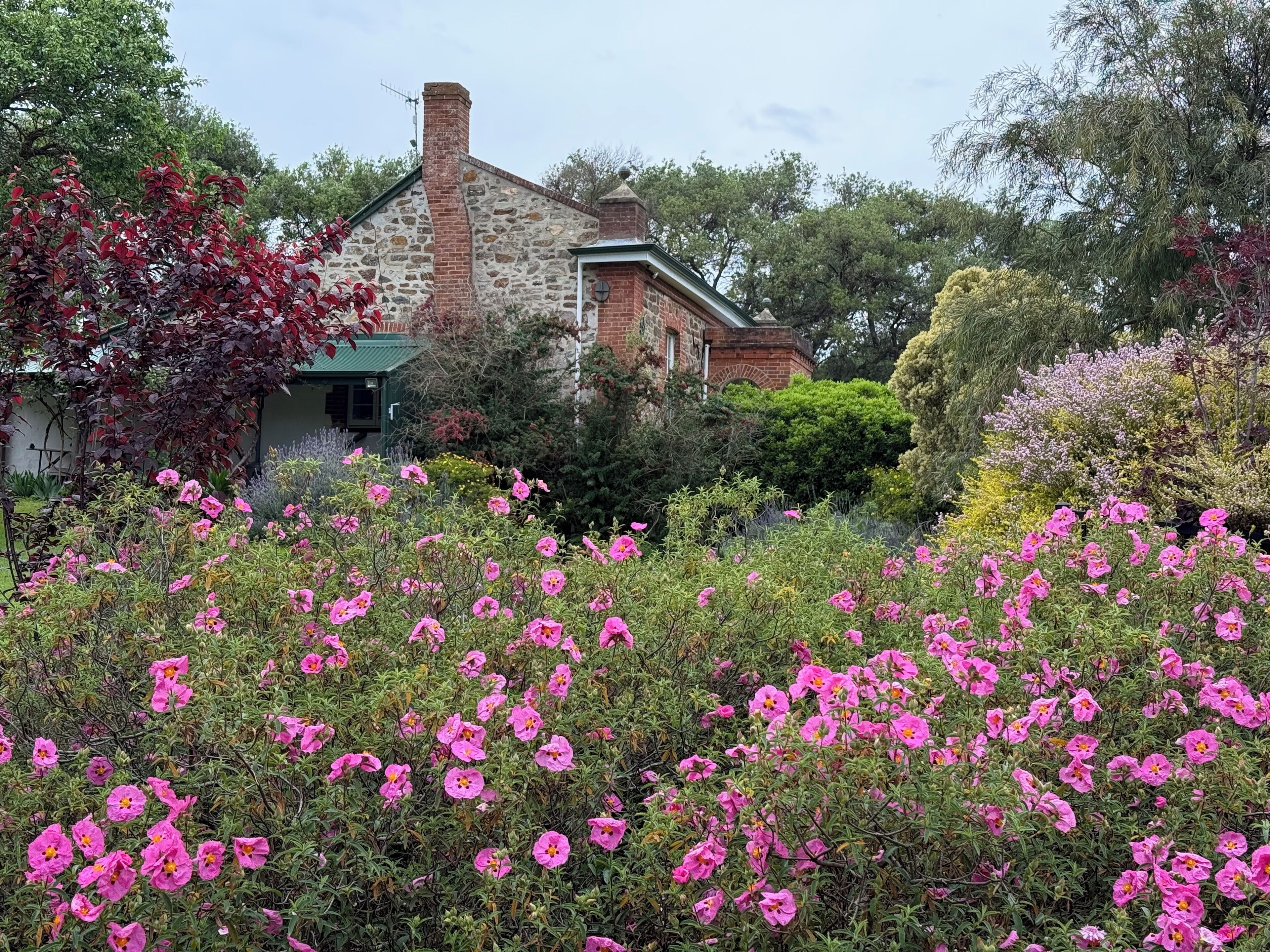 A stone building with a green roof, surrounded by dense pink flowering bushes and various trees.