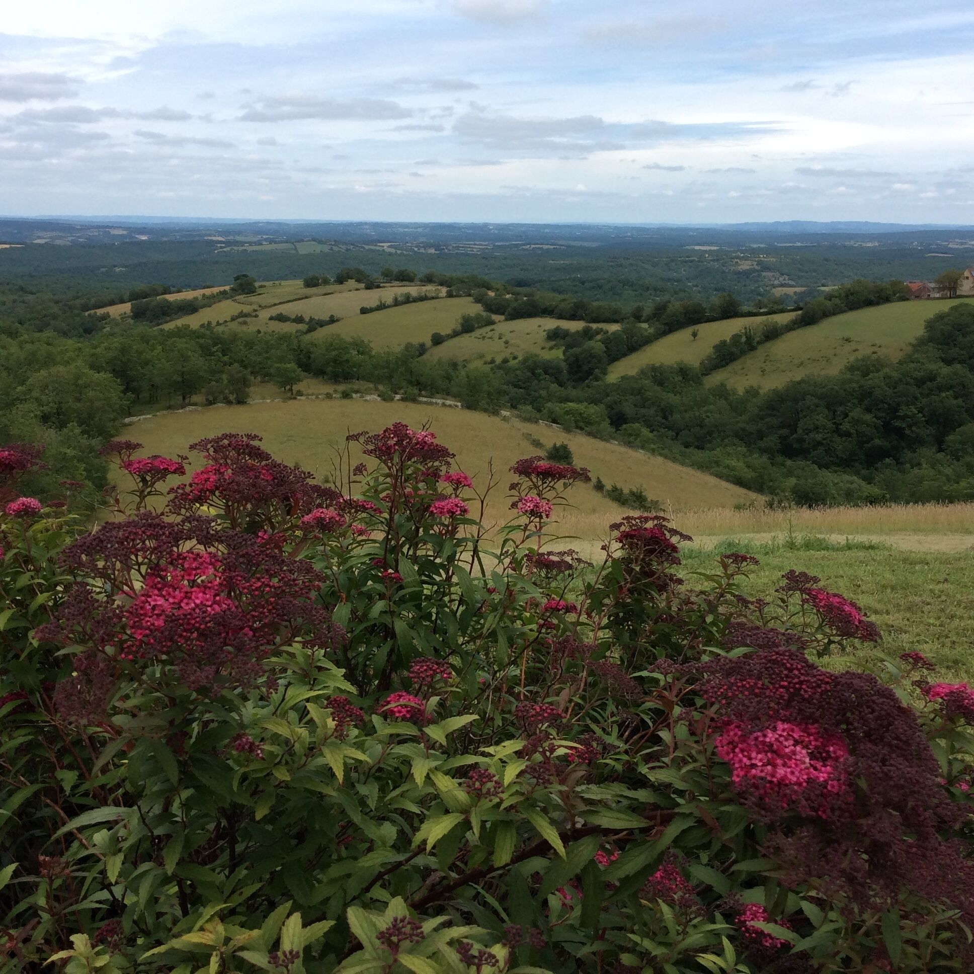 A panoramic view of rolling hills with a foreground of vibrant pink flowers.
