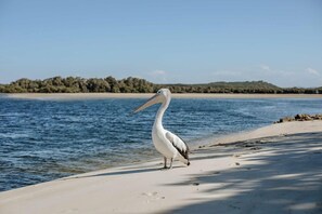 A pelican standing on a sandy beach with a body of water and a distant landmass in the background.