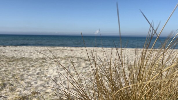 En strand med sand og lidt græs i forgrunden.