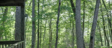 A forested area with a wooden deck and a metal railing.