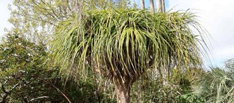 Tranquil Early 1900s Retreat in Auckland With Free Parking