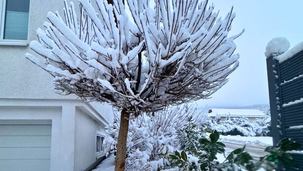 Un albero imbiancato dalla neve di fronte a una casa.