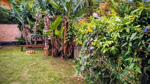 Un jardin avec des bananiers, un mur de briques et un banc en bois.