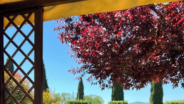 Ein Esstisch mit Weinglas, Zitronenschale und Teller, unter einer Pergola mit Blick auf einen Garten und einen klaren Himmel.