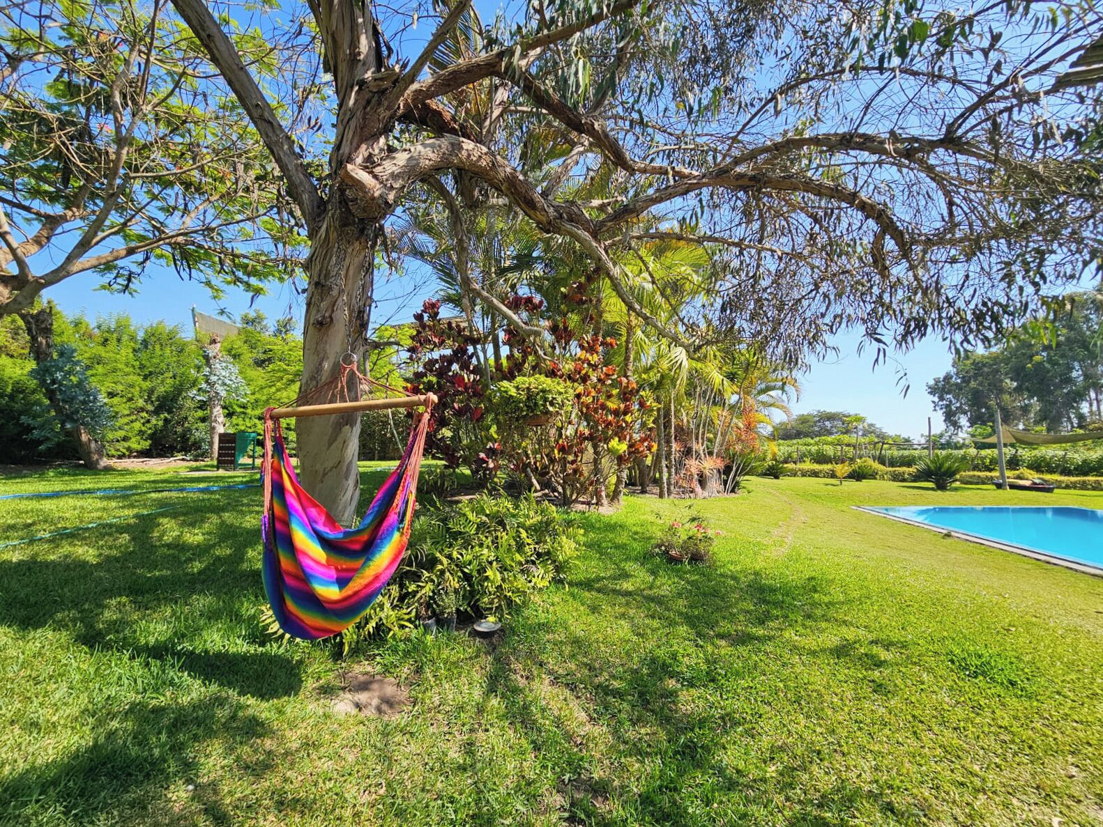 Un hamac est suspendu à un arbre dans un jardin luxuriant, avec une piscine en arrière-plan.