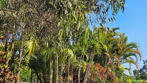 Un jardin luxuriant, où l’on trouve une variété de plantes tropicales et de palmiers.