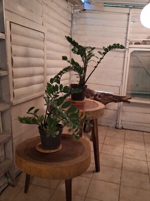 Interior - Bonsai House (Chetumal)
