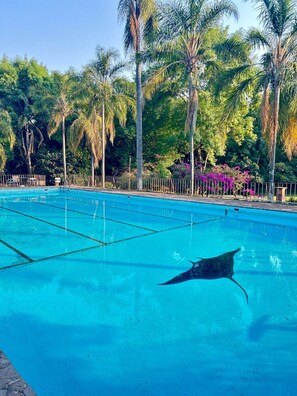 สระว่ายน้ำกลางแจ้ง