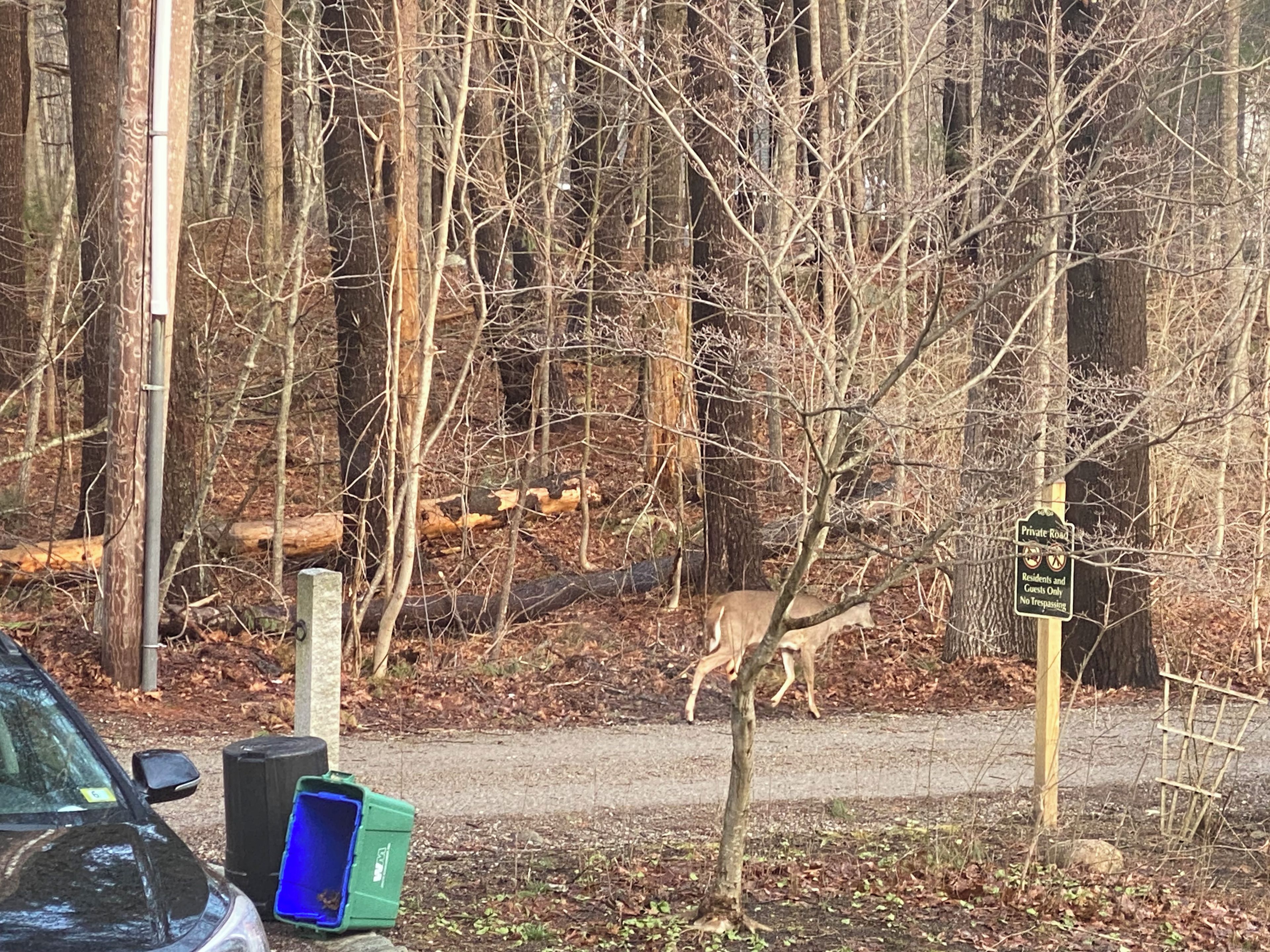 Hirvi metsäisellä alueella, ja lähellä on kyltti, jossa kerrotaan, että tie on tarkoitettu vain alueen asukkaiden ja heidän vieraidensa käyttöön.