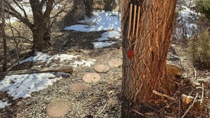 A forested area with a tree trunk, a red leaf, and a metal object attached to it. - Welcoming 1-bedroom studio in vibrant Taos for your getaway (Taos)