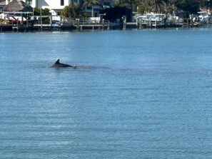 Miscellaneous - Redington Beach ICW 4BR/2Bath Home 10-min Walk to White Sand Beach (Redington Beach)