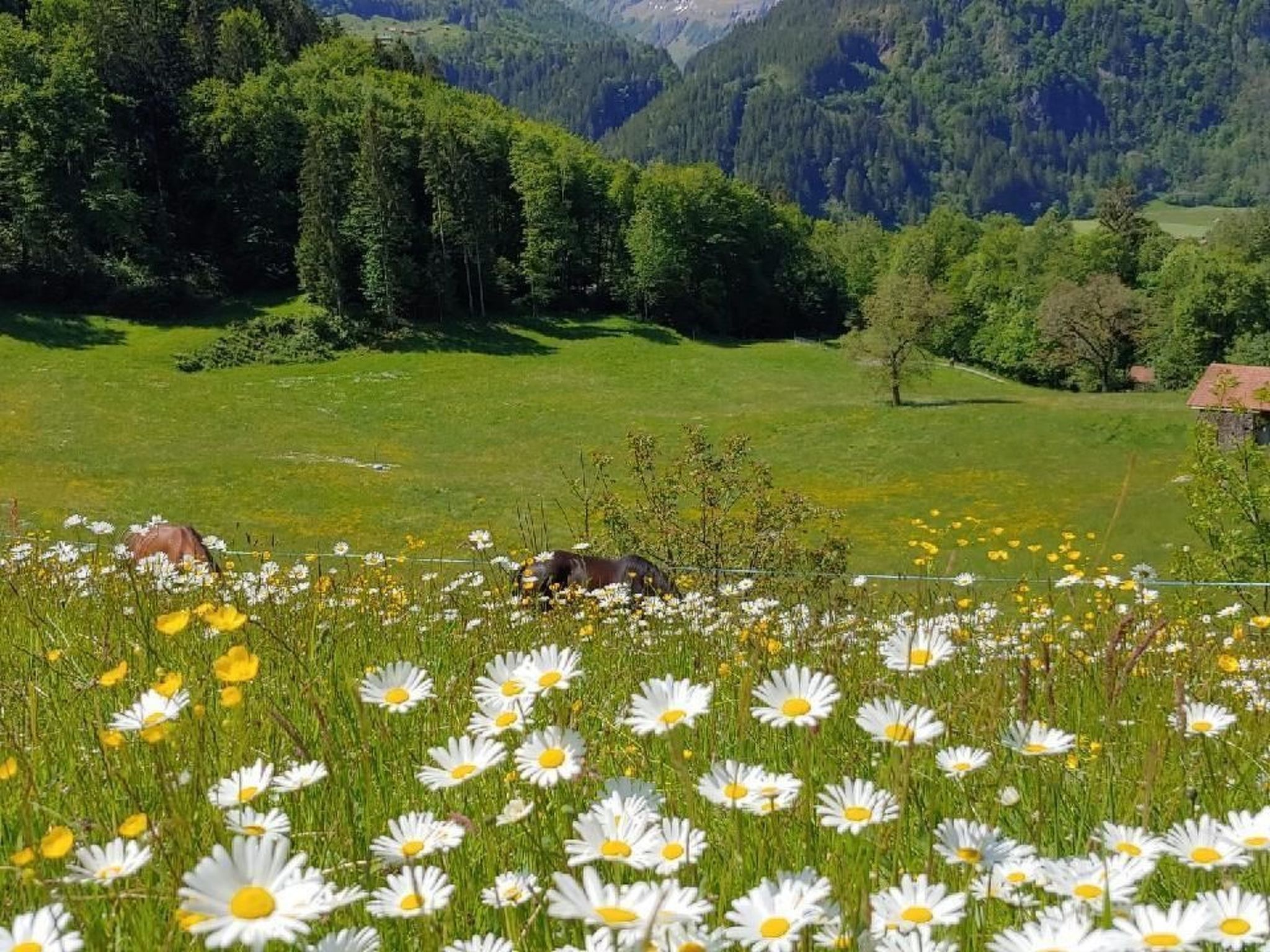 A field of daisies with a mountain backdrop and a building in the distance.