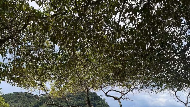 A beach with a tree in the foreground, a sandy shore, and a view of a forested island in the background. - With preferential price for monkey tours (Quepos)