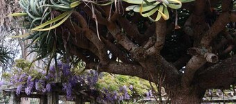 Tranquil Early 1900s Retreat in Auckland with Free Parking