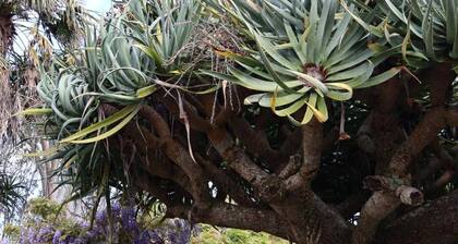 Tranquil Early 1900s Retreat in Auckland with Free Parking