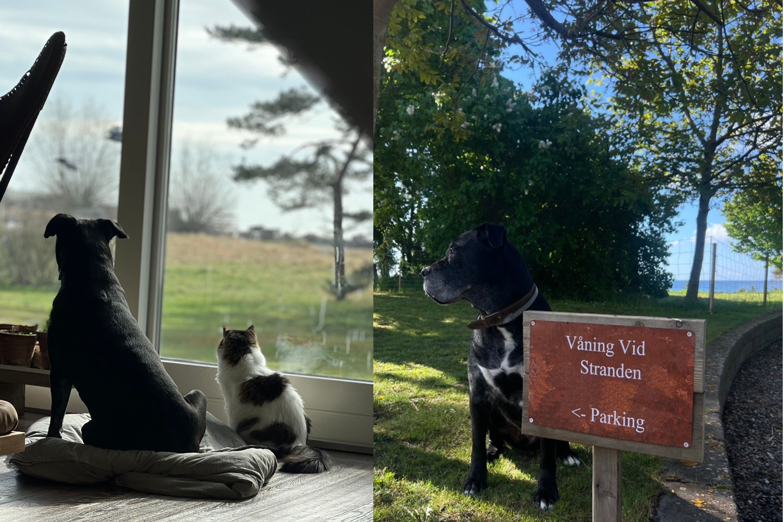 Un perro negro y un gato blanco y negro sentados junto a una ventana. Otro perro negro está afuera, cerca de un letrero que dice "Väining Vid Stranden < Parking".