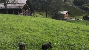 Maaseutumaisema, jossa on ruohikkoista peltoa, puinen aita ja kauempana pieni rakennus.