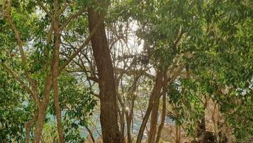 Apartment, 1 Bedroom, Accessible, Ocean View | Miscellaneous