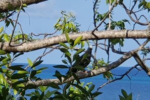 Miscellaneous - Bellavista - Blue Lizard Studio (Providencia)