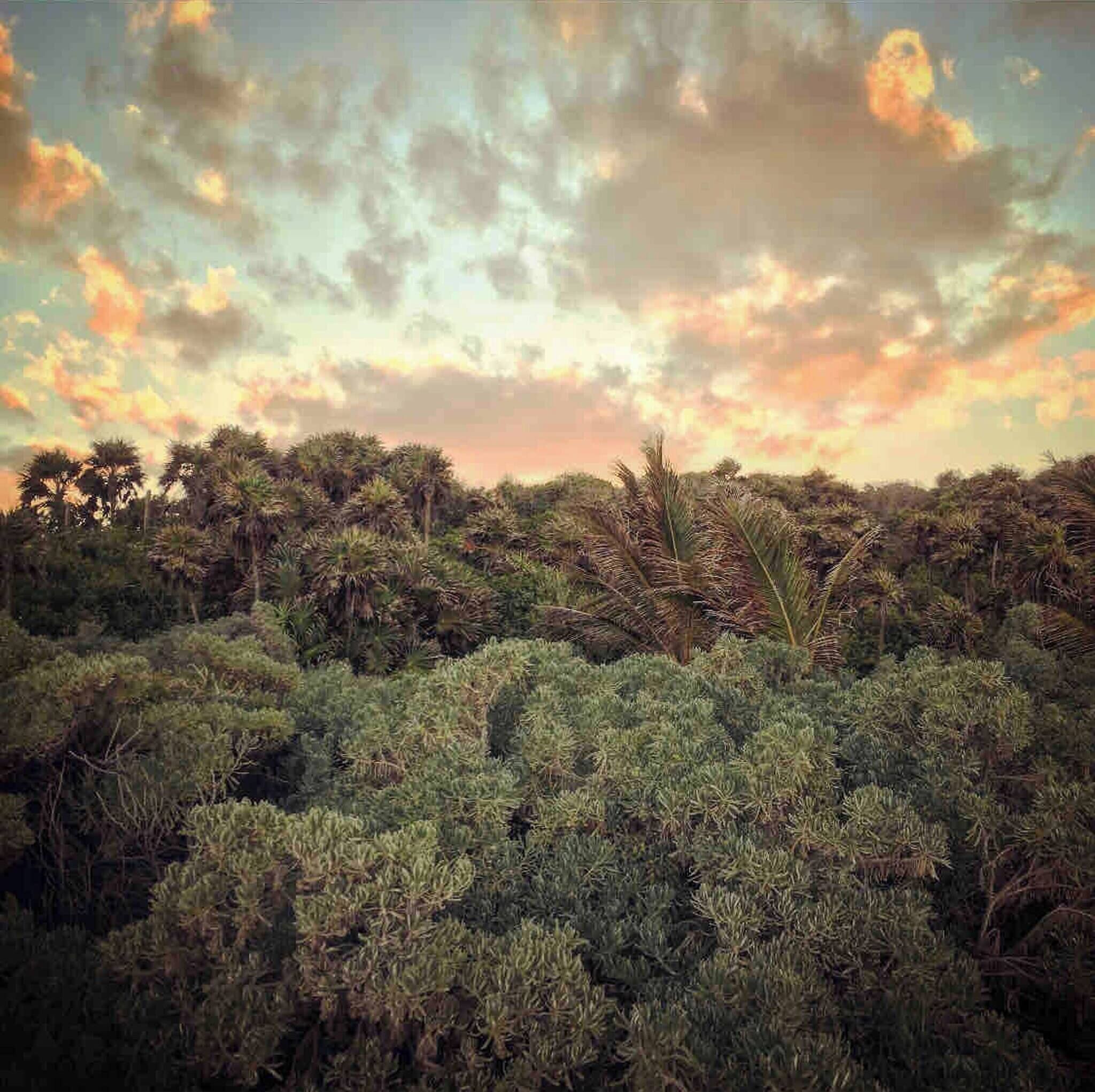 A dense forest with a variety of trees and shrubs, under a partly cloudy sky.