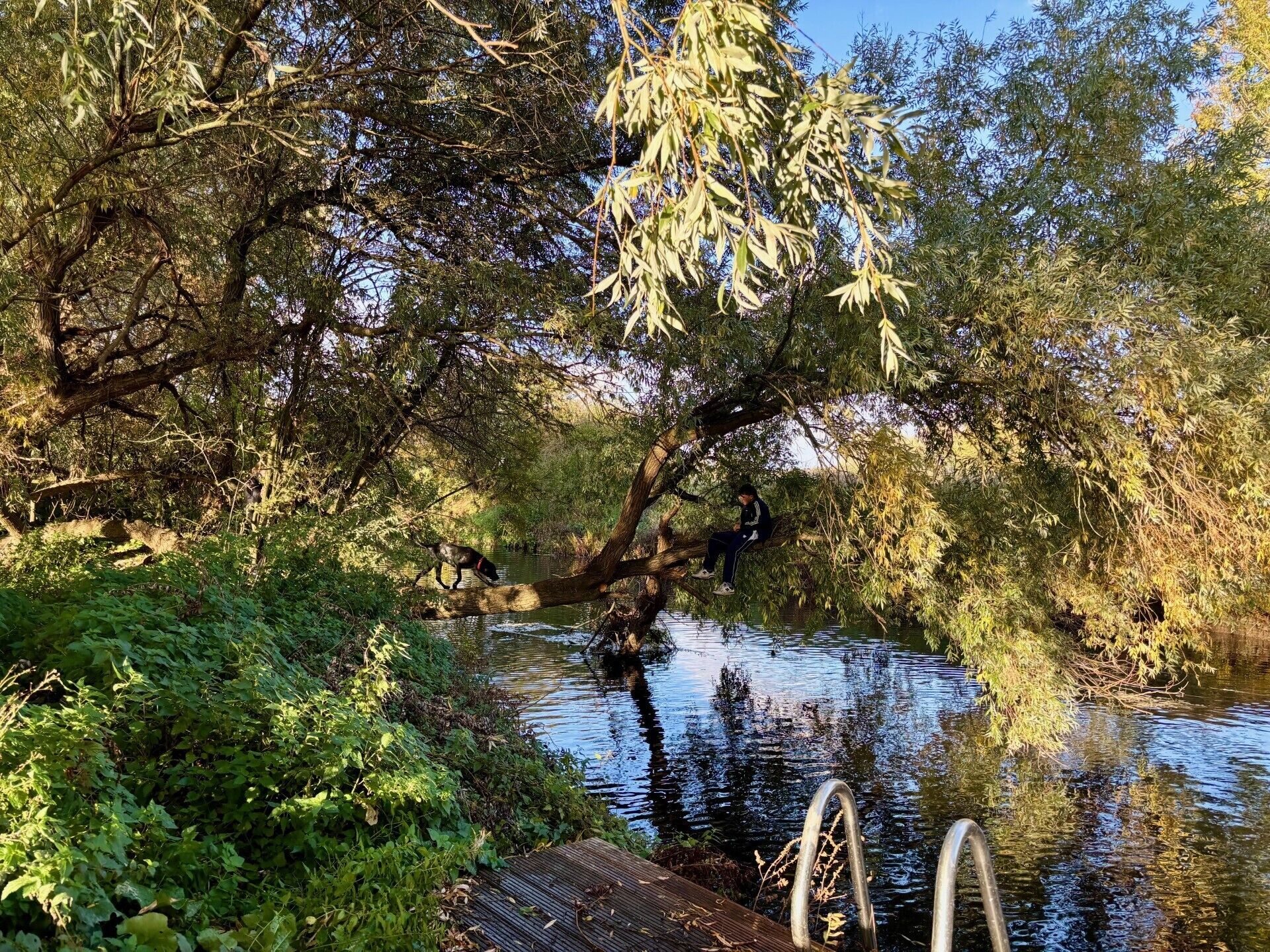 Un muelle de madera se adentra en un río tranquilo, rodeado de abundante vegetación y árboles.