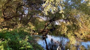 Un muelle de madera se adentra en un río tranquilo, rodeado de abundante vegetación y árboles.