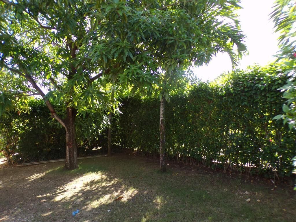 A garden with trees and a hedge.