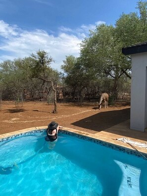 Outdoor pool - Bordering Kruger, our Marloth Park stay puts Africa’s wildlife at your door (Marloth Park)