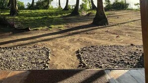 Vista a través de una estructura de madera con techo de paja, sobre una playa con palmeras y cielo despejado.