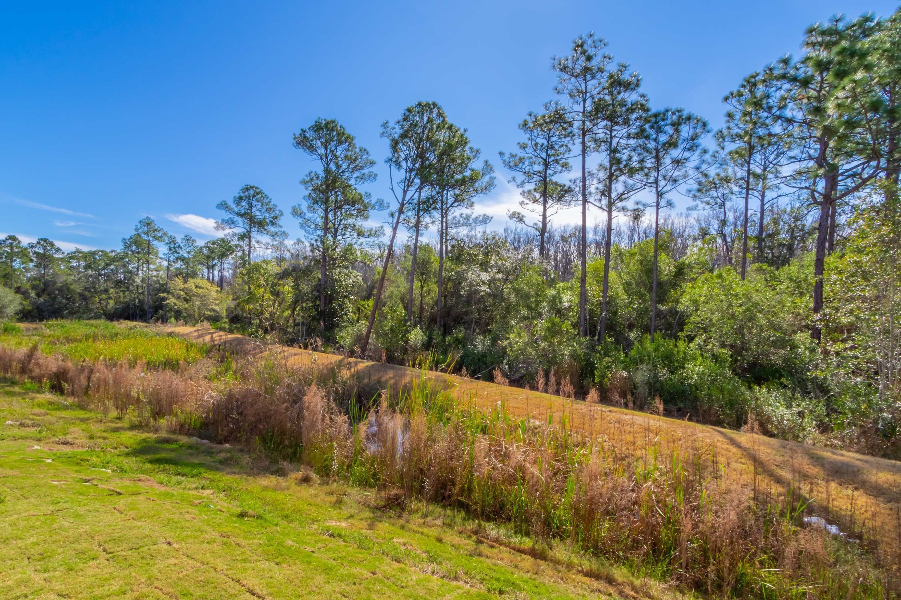 A natural landscape with a dirt path, green grass, and tall pine trees.