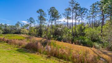 A natural landscape with a dirt path, green grass, and tall pine trees.