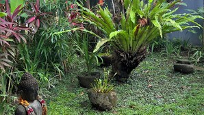 A garden with a Buddha statue, lush greenery, and a variety of plants. - Villa Green Haven - Canggu - private Balinese villa with pool (Canggu)