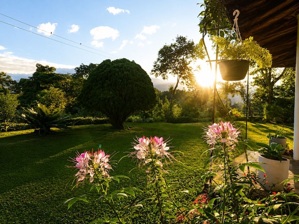Un jardín con un árbol grande, plantas florecientes y una maceta colgante.