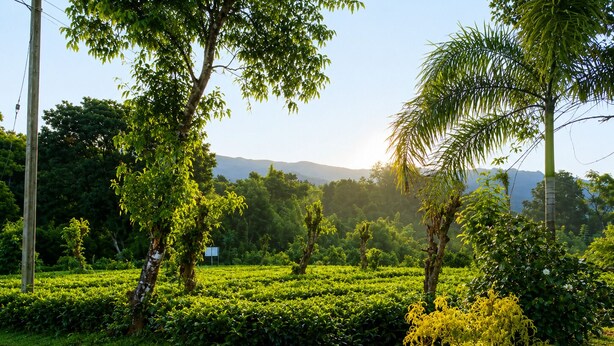 A lush green tea plantation with trees and a dirt path. - Aura Hilltop Matale (Matale)