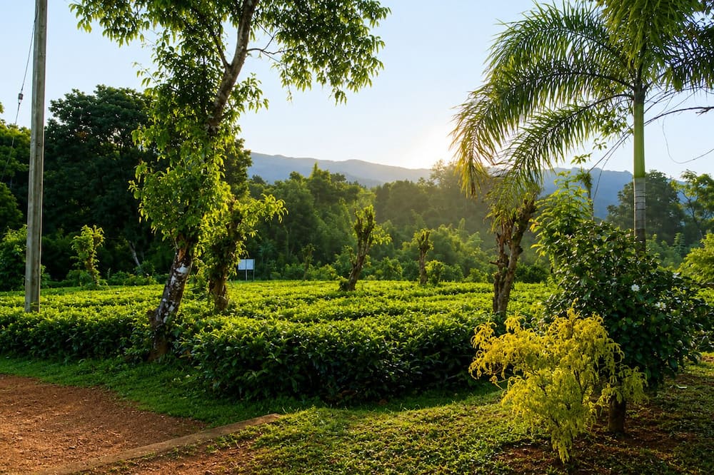 Aura Hilltop Matale