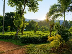 Una exuberante plantación de té verde con árboles y un camino de tierra.