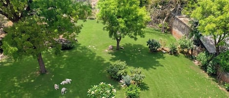 Family Quadruple Room, Garden View | Garden view