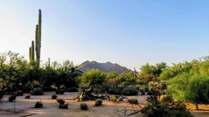 Un paysage désertique avec des cactus et une végétation clairsemée, une montagne en arrière-plan et un ciel dégagé.