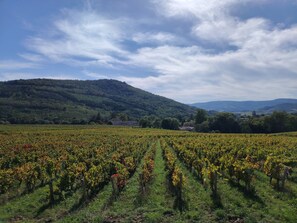 A vineyard with rows of grapevines and a house in the background. - L'Odyssée de Mélyna, between Beaujolais and Burgundy—a home for 12 in Jullié. (Jullié)