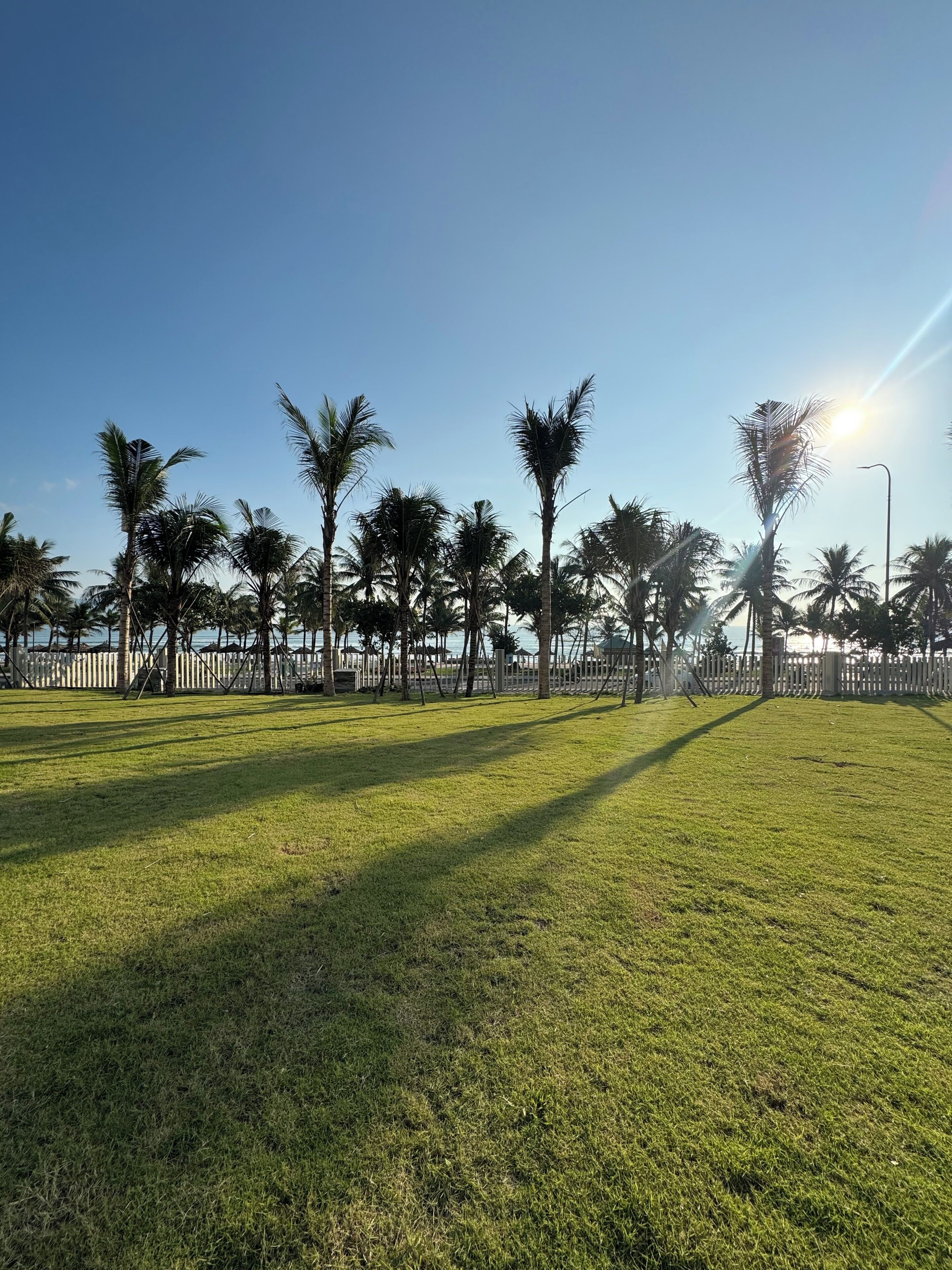 A grassy park area with palm trees and a white fence in the background.